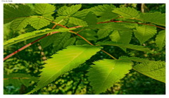 leaves