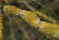 lišajník, detail