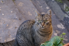 cat