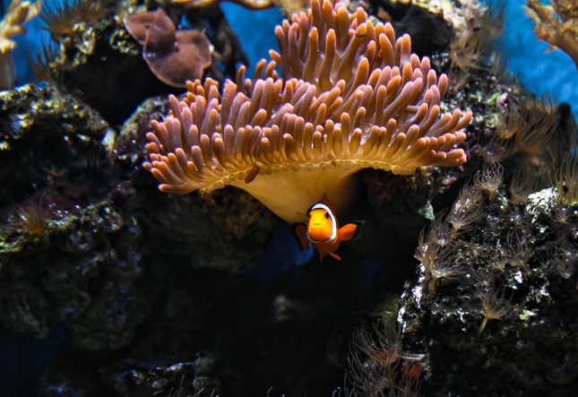 Našiel sa Nemo :)