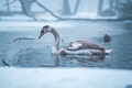 Zimná labuť
