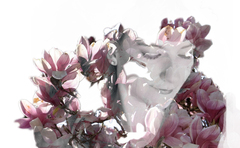 Magnolia