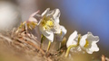 Helleborus
