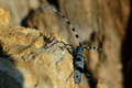 Rosalia alpina