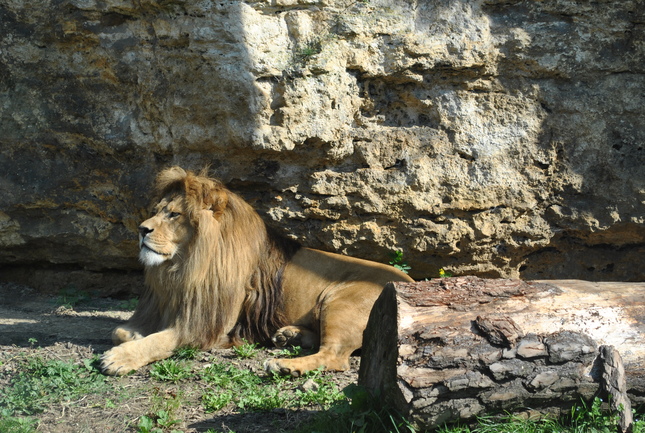 Lev - kráľ zvierat