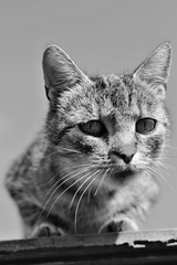 Cat B&W