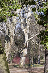 100 ročný strom