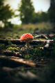 Mushroom