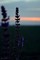 last flower....