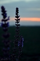 last flower....