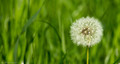 blowball