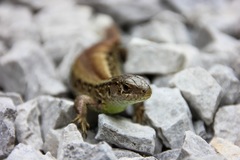 Jašterica
