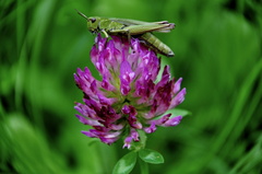 Grasshopper