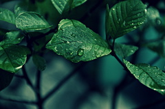 RainDrops