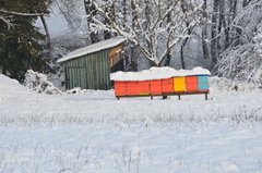 Beehive in winter