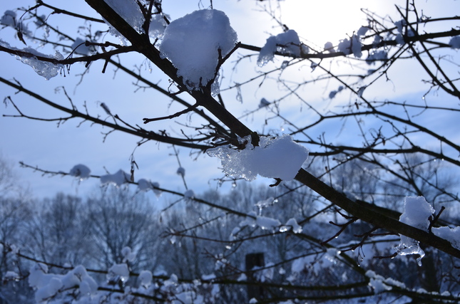 Tree and snow