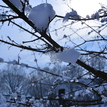 Tree and snow