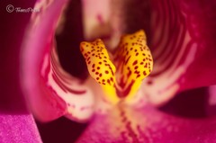 Orchidea IV