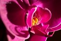 Orchidea II