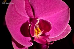 Orchidea III