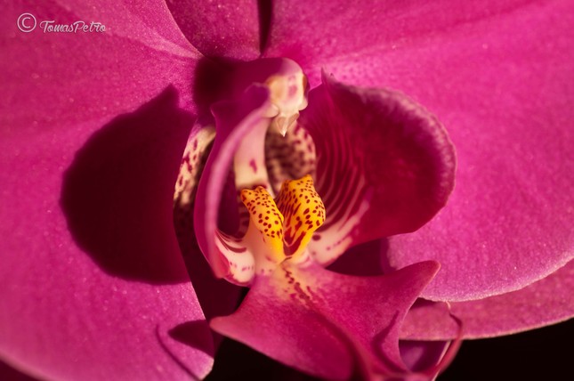 Orchidea I