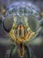 Bzzzzzzz