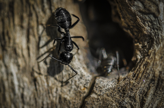 Z mravčej diery