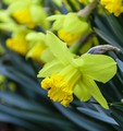 Narcis I.
