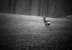 srnec lesný,Capreolus capreolus