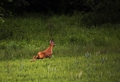 srnec lesný /Capreolus capreolus