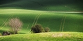 polia