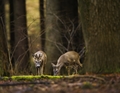 srnec lesný /Capreolus capreolus