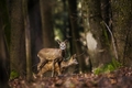srnec lesný /Capreolus capreolus