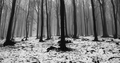 dark forest