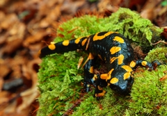 Salamandra Škvrnitá