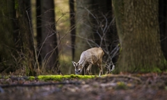 /Capreolus capreolus/