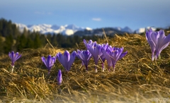 hókus - pokus - krokus