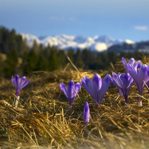 hókus - pokus - krokus