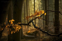 mágia ranného lesa