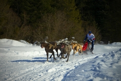 záprah