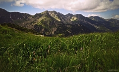 Roháče