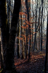 red november