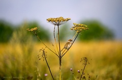 vrabčiak
