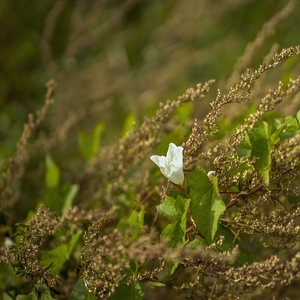 biely kvet
