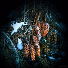 strapec