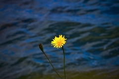 solitér