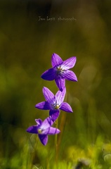trojka