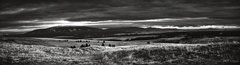 Babia hora