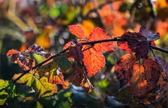 zátišie Babieho leta