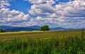 strom života